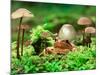 Small Toad Surrounded by Mushrooms, Jasmund National Park, Island of Ruegen, Germany-Christian Ziegler-Mounted Photographic Print