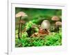 Small Toad Surrounded by Mushrooms, Jasmund National Park, Island of Ruegen, Germany-Christian Ziegler-Framed Photographic Print