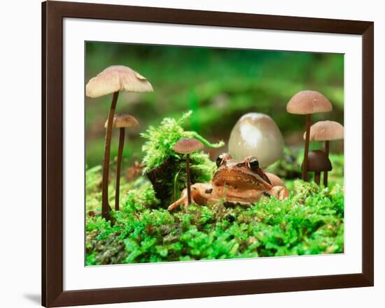 Small Toad Surrounded by Mushrooms, Jasmund National Park, Island of Ruegen, Germany-Christian Ziegler-Framed Photographic Print