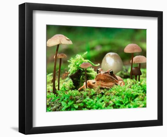 Small Toad Surrounded by Mushrooms, Jasmund National Park, Island of Ruegen, Germany-Christian Ziegler-Framed Photographic Print