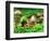 Small Toad Surrounded by Mushrooms, Jasmund National Park, Island of Ruegen, Germany-Christian Ziegler-Framed Photographic Print