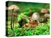 Small Toad Surrounded by Mushrooms, Jasmund National Park, Island of Ruegen, Germany-Christian Ziegler-Stretched Canvas