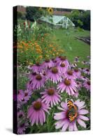 Small Tortoisehell Butterfly (Aglais Urticae)-Ernie Janes-Stretched Canvas