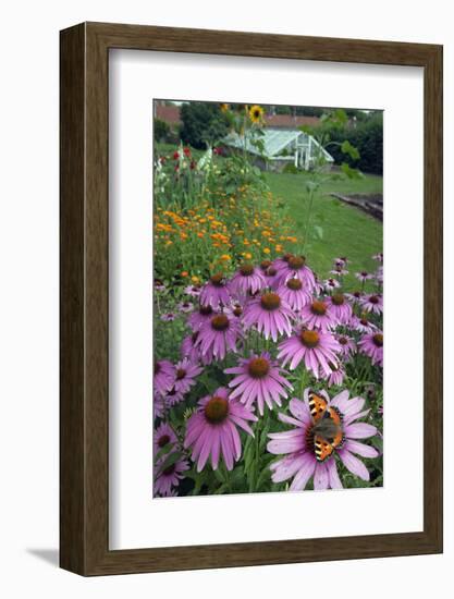 Small Tortoisehell Butterfly (Aglais Urticae)-Ernie Janes-Framed Photographic Print