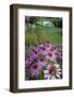 Small Tortoisehell Butterfly (Aglais Urticae)-Ernie Janes-Framed Photographic Print