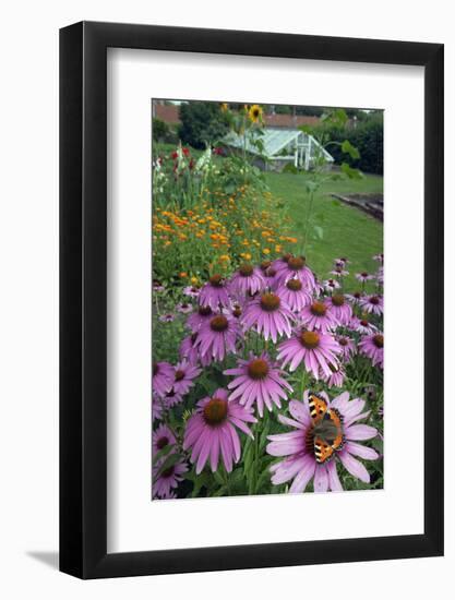 Small Tortoisehell Butterfly (Aglais Urticae)-Ernie Janes-Framed Photographic Print