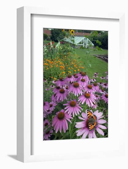 Small Tortoisehell Butterfly (Aglais Urticae)-Ernie Janes-Framed Photographic Print