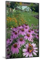 Small Tortoisehell Butterfly (Aglais Urticae)-Ernie Janes-Mounted Photographic Print