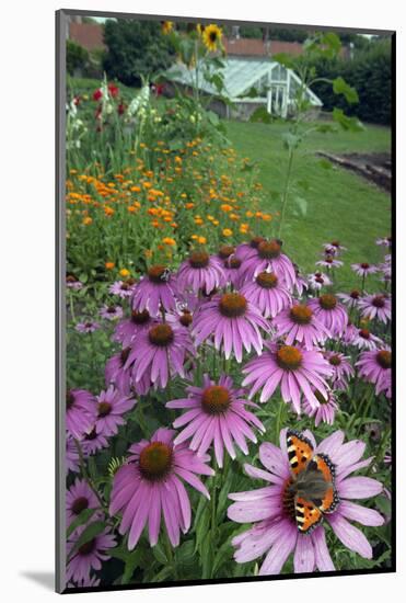 Small Tortoisehell Butterfly (Aglais Urticae)-Ernie Janes-Mounted Photographic Print