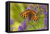 Small Tortoiseshell (Aglaise Urtica) Feeding on Buddleia Flowers, Carrbridge, Scotland, UK, August-Mark Hamblin-Framed Stretched Canvas