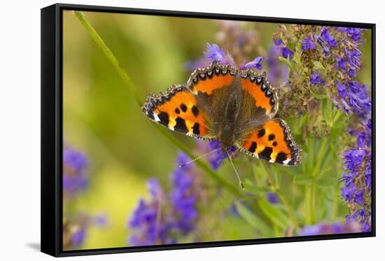 Small Tortoiseshell (Aglaise Urtica) Feeding on Buddleia Flowers, Carrbridge, Scotland, UK, August-Mark Hamblin-Framed Stretched Canvas