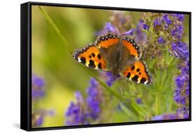 Small Tortoiseshell (Aglaise Urtica) Feeding on Buddleia Flowers, Carrbridge, Scotland, UK, August-Mark Hamblin-Framed Stretched Canvas