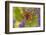 Small Tortoiseshell (Aglaise Urtica) Feeding on Buddleia Flowers, Carrbridge, Scotland, UK, August-Mark Hamblin-Framed Photographic Print