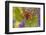 Small Tortoiseshell (Aglaise Urtica) Feeding on Buddleia Flowers, Carrbridge, Scotland, UK, August-Mark Hamblin-Framed Photographic Print