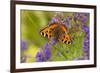 Small Tortoiseshell (Aglaise Urtica) Feeding on Buddleia Flowers, Carrbridge, Scotland, UK, August-Mark Hamblin-Framed Photographic Print