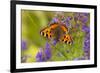 Small Tortoiseshell (Aglaise Urtica) Feeding on Buddleia Flowers, Carrbridge, Scotland, UK, August-Mark Hamblin-Framed Photographic Print