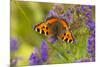 Small Tortoiseshell (Aglaise Urtica) Feeding on Buddleia Flowers, Carrbridge, Scotland, UK, August-Mark Hamblin-Mounted Photographic Print