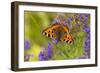 Small Tortoiseshell (Aglaise Urtica) Feeding on Buddleia Flowers, Carrbridge, Scotland, UK, August-Mark Hamblin-Framed Photographic Print