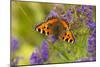 Small Tortoiseshell (Aglaise Urtica) Feeding on Buddleia Flowers, Carrbridge, Scotland, UK, August-Mark Hamblin-Mounted Photographic Print