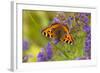 Small Tortoiseshell (Aglaise Urtica) Feeding on Buddleia Flowers, Carrbridge, Scotland, UK, August-Mark Hamblin-Framed Photographic Print