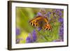 Small Tortoiseshell (Aglaise Urtica) Feeding on Buddleia Flowers, Carrbridge, Scotland, UK, August-Mark Hamblin-Framed Photographic Print