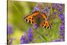 Small Tortoiseshell (Aglaise Urtica) Feeding on Buddleia Flowers, Carrbridge, Scotland, UK, August-Mark Hamblin-Stretched Canvas