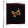 Small Tortoiseshell Butterfly, 1998-Amelia Kleiser-Framed Giclee Print