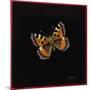 Small Tortoiseshell Butterfly, 1998-Amelia Kleiser-Mounted Giclee Print