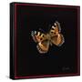 Small Tortoiseshell Butterfly, 1998-Amelia Kleiser-Framed Stretched Canvas