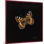 Small Tortoiseshell Butterfly, 1998-Amelia Kleiser-Mounted Giclee Print