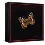 Small Tortoiseshell Butterfly, 1998-Amelia Kleiser-Framed Stretched Canvas