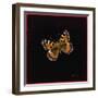 Small Tortoiseshell Butterfly, 1998-Amelia Kleiser-Framed Giclee Print
