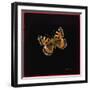 Small Tortoiseshell Butterfly, 1998-Amelia Kleiser-Framed Giclee Print