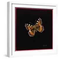 Small Tortoiseshell Butterfly, 1998-Amelia Kleiser-Framed Giclee Print