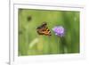 Small tortoiseshell butterfly in flight, Bavaria, Germany-Konrad Wothe-Framed Photographic Print