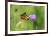 Small tortoiseshell butterfly in flight, Bavaria, Germany-Konrad Wothe-Framed Photographic Print