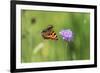 Small tortoiseshell butterfly in flight, Bavaria, Germany-Konrad Wothe-Framed Photographic Print