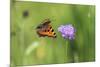 Small tortoiseshell butterfly in flight, Bavaria, Germany-Konrad Wothe-Mounted Photographic Print