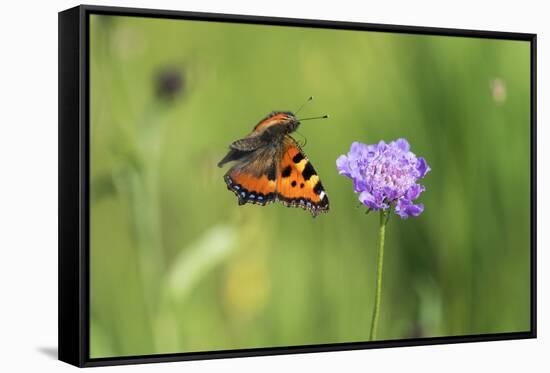 Small tortoiseshell butterfly in flight, Bavaria, Germany-Konrad Wothe-Framed Stretched Canvas