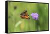 Small tortoiseshell butterfly in flight, Bavaria, Germany-Konrad Wothe-Framed Stretched Canvas