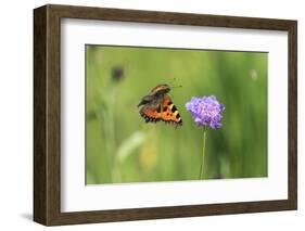 Small tortoiseshell butterfly in flight, Bavaria, Germany-Konrad Wothe-Framed Photographic Print