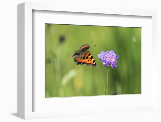 Small tortoiseshell butterfly in flight, Bavaria, Germany-Konrad Wothe-Framed Photographic Print