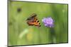 Small tortoiseshell butterfly in flight, Bavaria, Germany-Konrad Wothe-Mounted Photographic Print