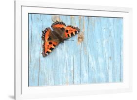 Small tortoiseshell butterfly on old painted door, Dorset, UK-Colin Varndell-Framed Photographic Print