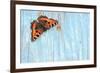 Small tortoiseshell butterfly on old painted door, Dorset, UK-Colin Varndell-Framed Photographic Print