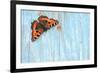 Small tortoiseshell butterfly on old painted door, Dorset, UK-Colin Varndell-Framed Photographic Print