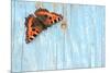 Small tortoiseshell butterfly on old painted door, Dorset, UK-Colin Varndell-Mounted Photographic Print