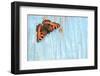 Small tortoiseshell butterfly on old painted door, Dorset, UK-Colin Varndell-Framed Photographic Print