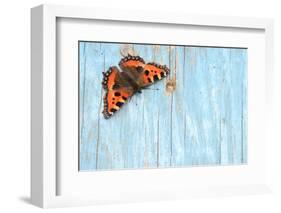 Small tortoiseshell butterfly on old painted door, Dorset, UK-Colin Varndell-Framed Photographic Print