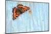 Small tortoiseshell butterfly on old painted door, Dorset, UK-Colin Varndell-Mounted Photographic Print
